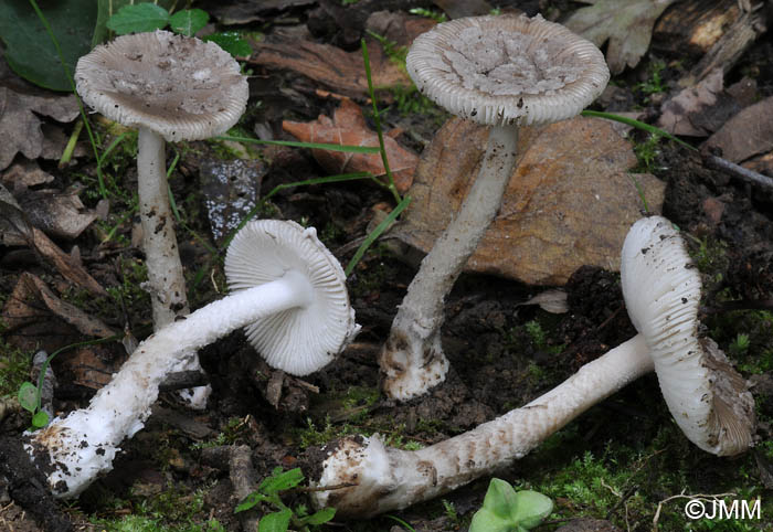 Amanita friabilis