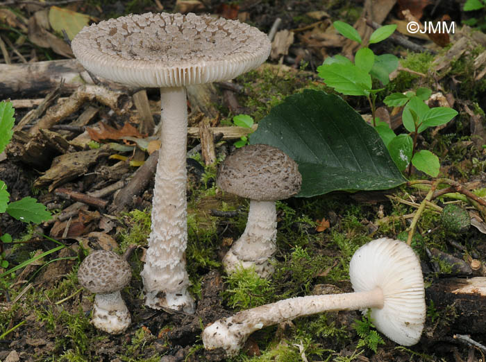 Amanita friabilis