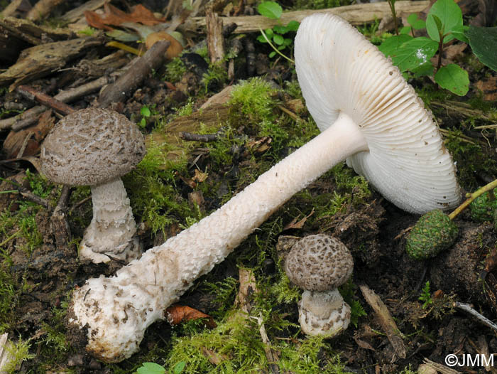 Amanita friabilis