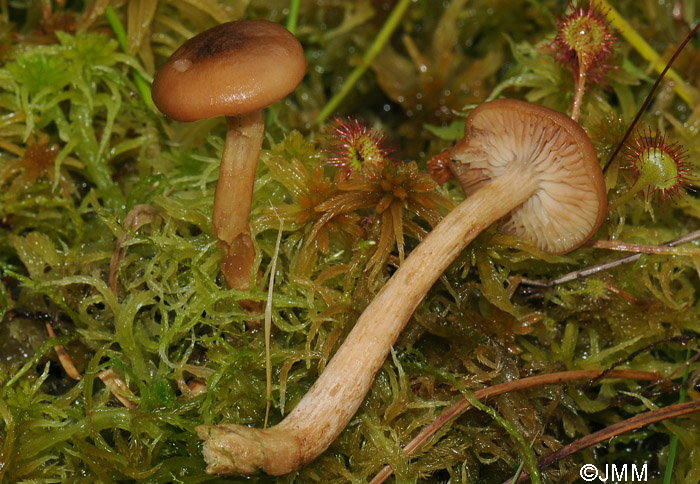 Armillaria ectypa = Armillariella ectypa