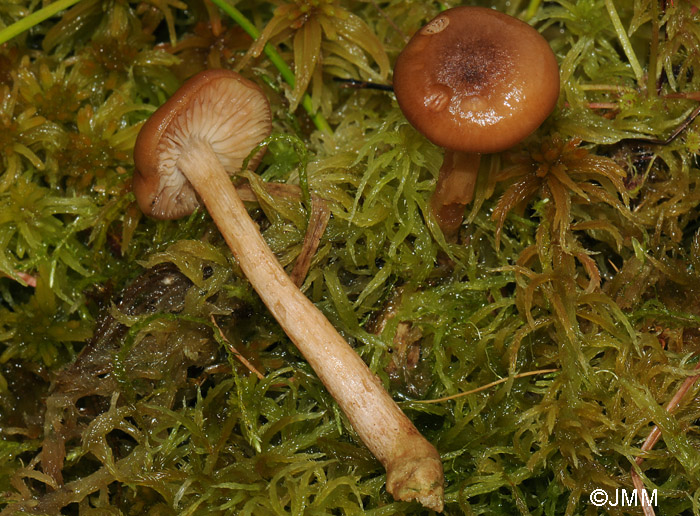 Armillaria ectypa = Armillariella ectypa