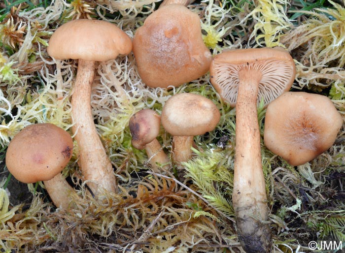 Armillaria ectypa = Armillariella ectypa