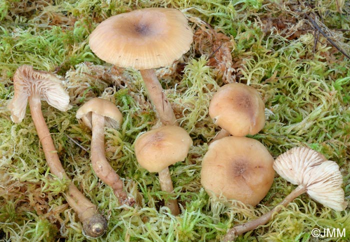 Armillaria ectypa = Armillariella ectypa