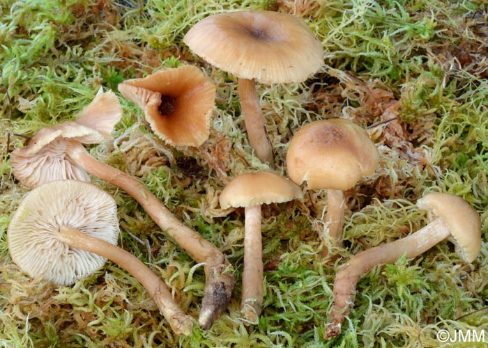 Armillaria ectypa = Armillariella ectypa