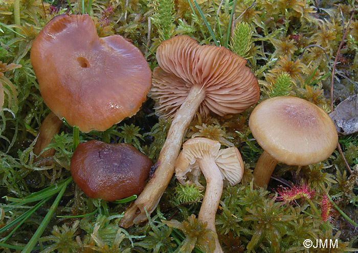 Armillaria ectypa = Armillariella ectypa