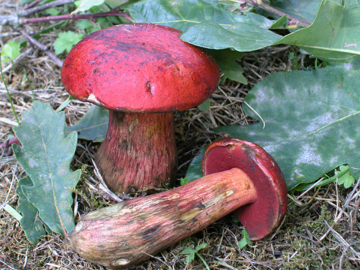 Boletus dupainii