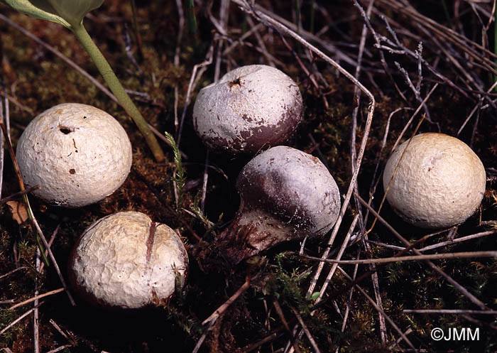 Bovista paludosa = Bovistella paludosa