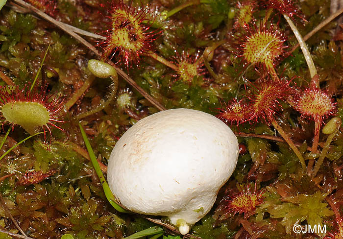 Drosera rotundifolia & Bovistella paludosa