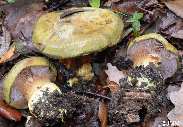 Cortinarius ionochlorus