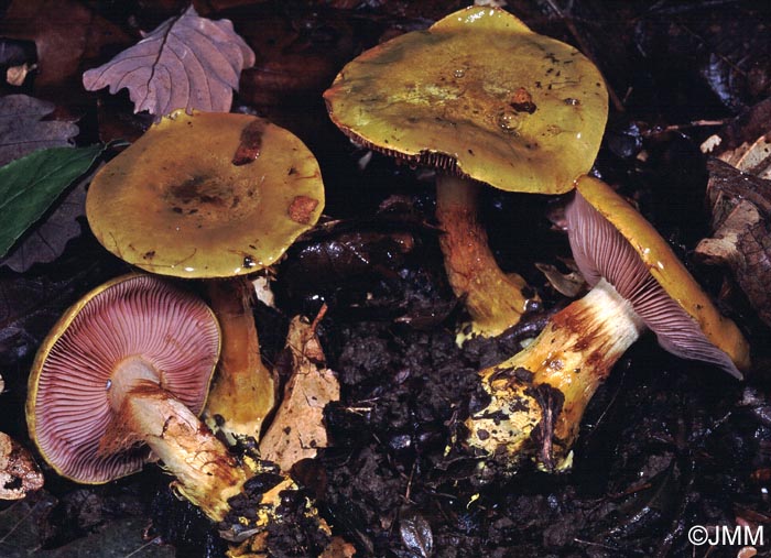 Cortinarius ionochlorus