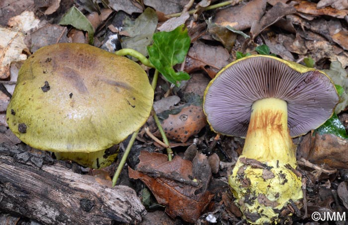 Cortinarius ionochlorus