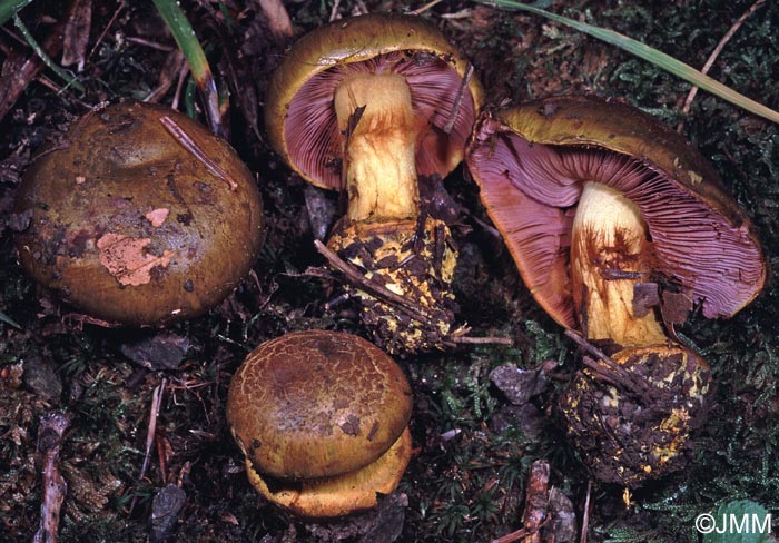 Cortinarius ionochlorus