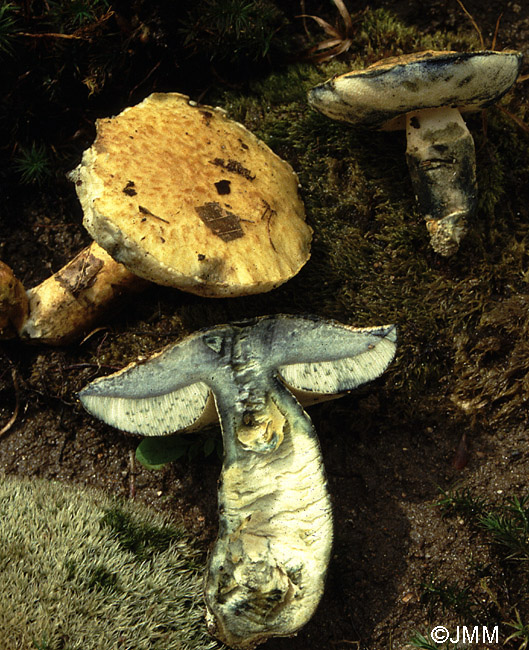 Gyroporus cyanescens