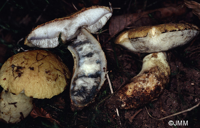 Gyroporus cyanescens