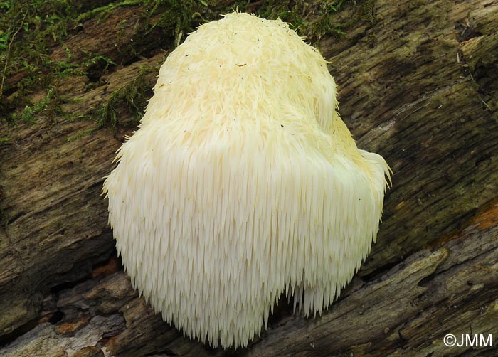 Hericium erinaceus