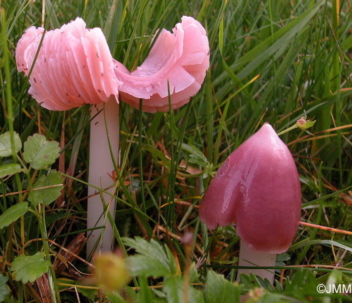 Hygrocybe calyptriformis