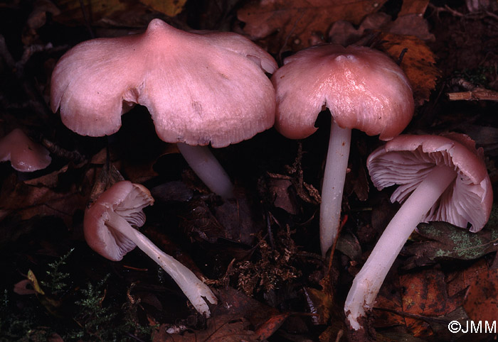 Hygrocybe calyptriformis f. silvatica