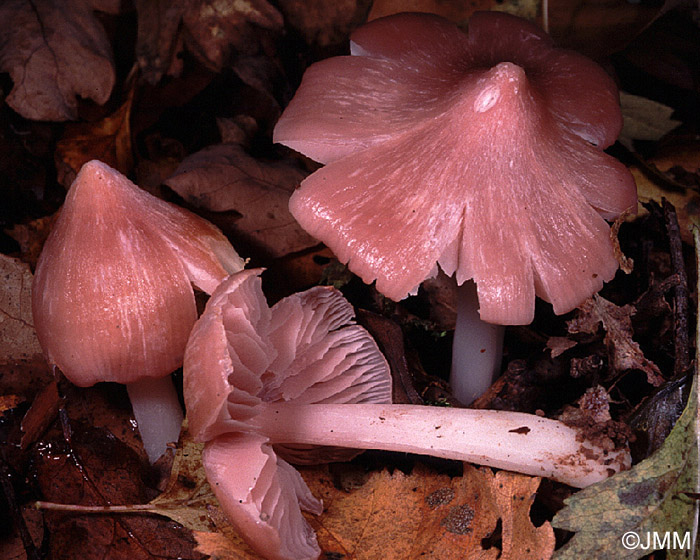 Hygrocybe calyptriformis f. silvatica