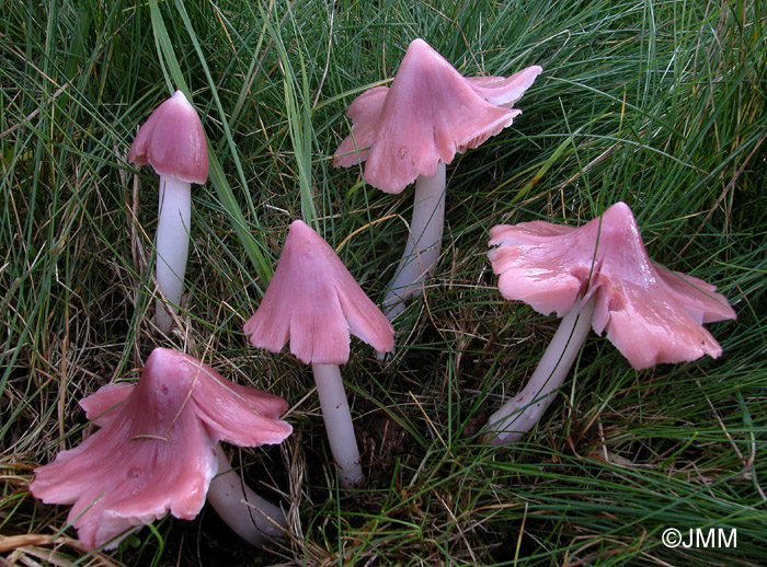 Hygrocybe calyptriformis