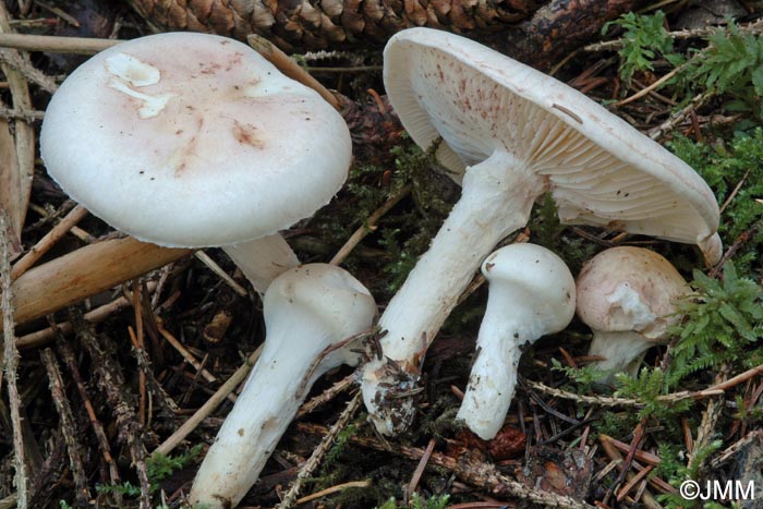 Hygrophorus purpurascens