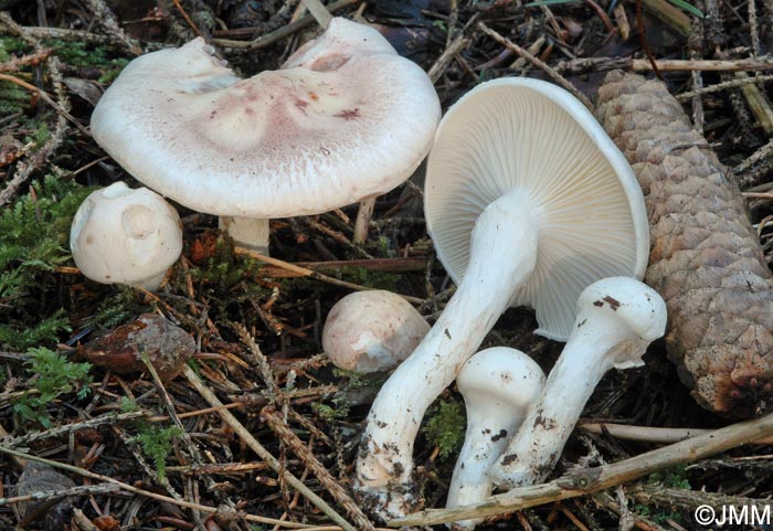 Hygrophorus purpurascens