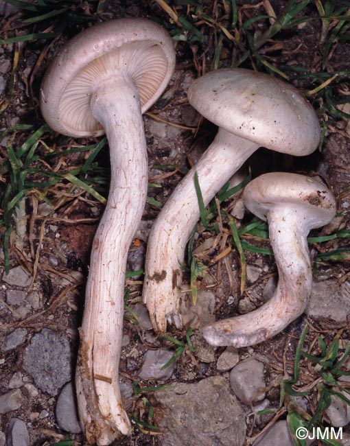 Hygrophorus purpurascens