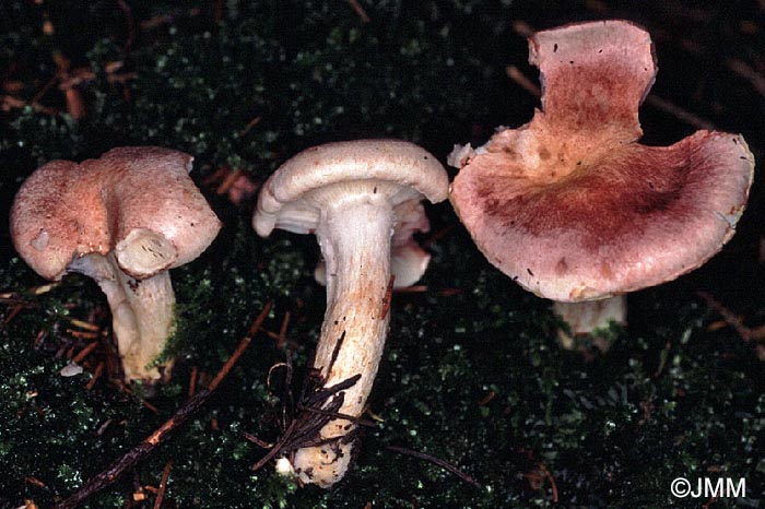 Hygrophorus purpurascens