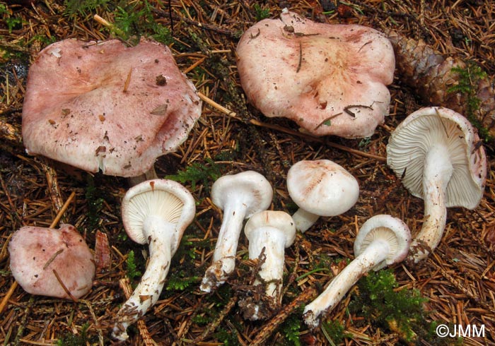 Hygrophorus purpurascens