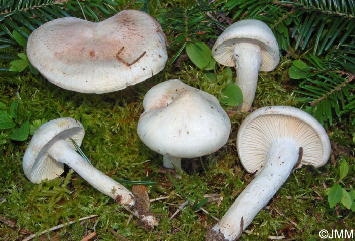 Hygrophorus purpurascens