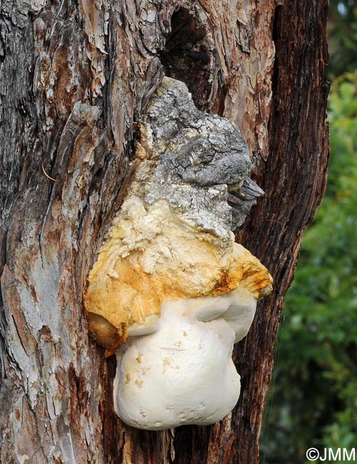 Laricifomes officinalis = Fomitopsis officinalis