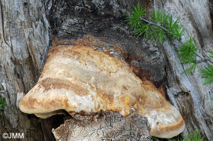 Laricifomes officinalis = Fomitopsis officinalis