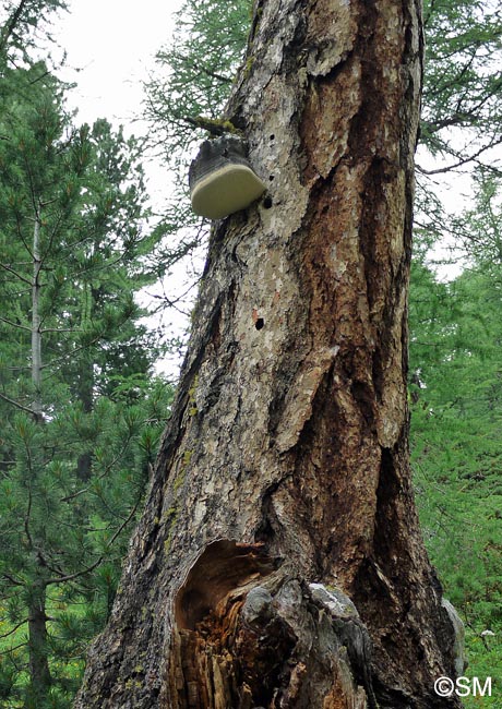 Laricifomes officinalis = Fomitopsis officinalis