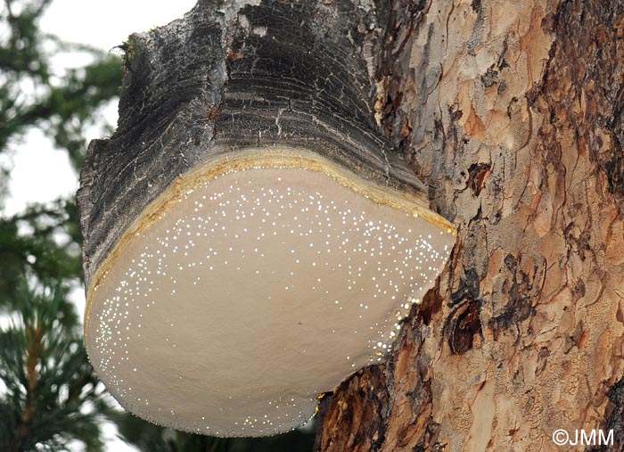 Laricifomes officinalis = Fomitopsis officinalis