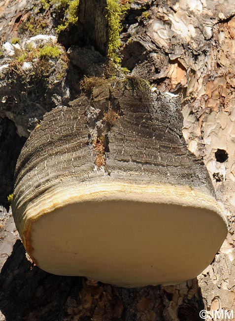 Laricifomes officinalis = Fomitopsis officinalis