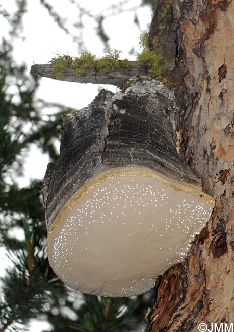 Laricifomes officinalis = Fomitopsis officinalis