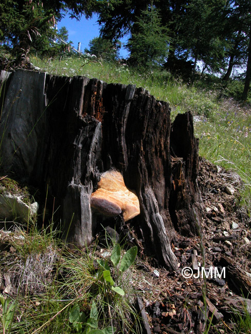 Laricifomes officinalis