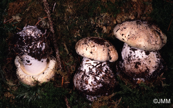 Leucopaxillus compactus = Leucopaxillus tricolor