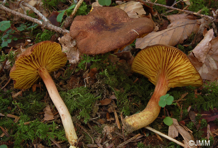 Phylloporus pelletieri 