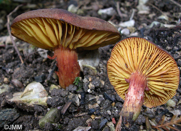 Phylloporus pelletieri 