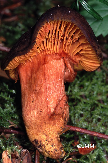 Phylloporus pelletieri