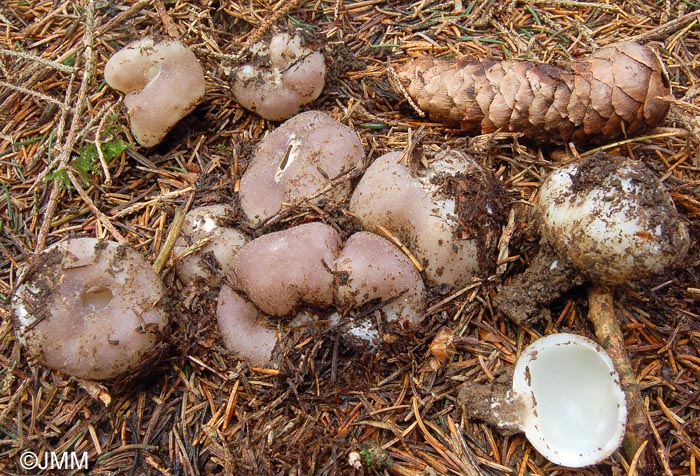 Sarcosphaera coronaria