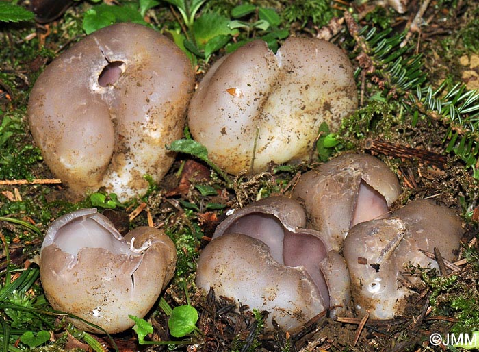 Sarcosphaera coronaria