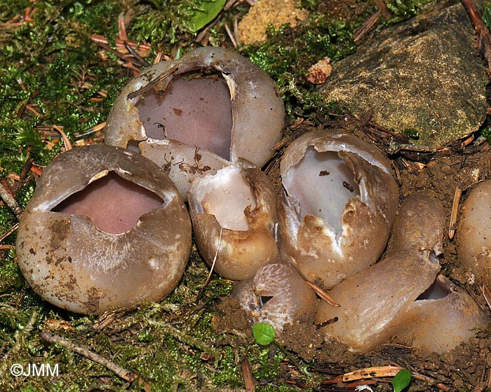 Sarcosphaera coronaria