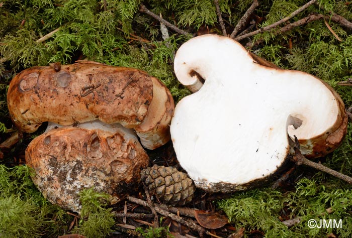 Tricholoma colossus