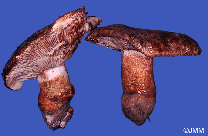 Tricholoma colossus