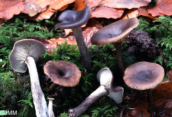 Pseudoclitocybe cyathiformis