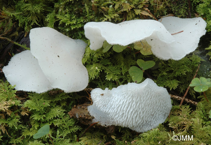 Pseudohydnum gelatinosum