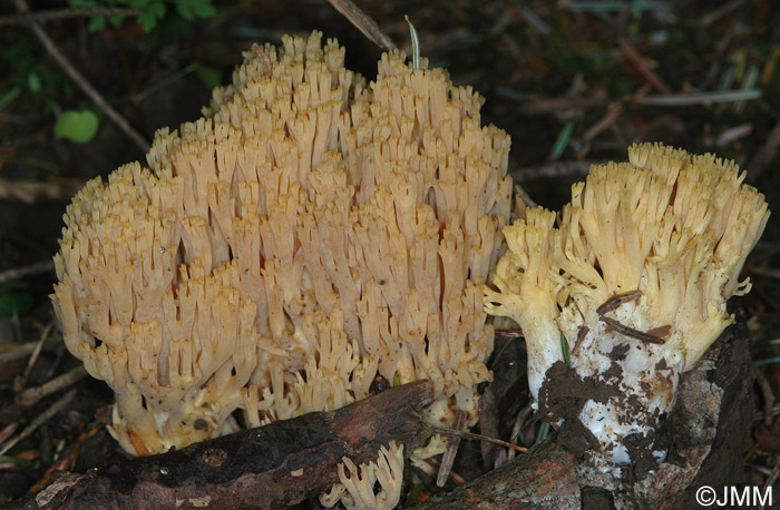 Ramaria flava