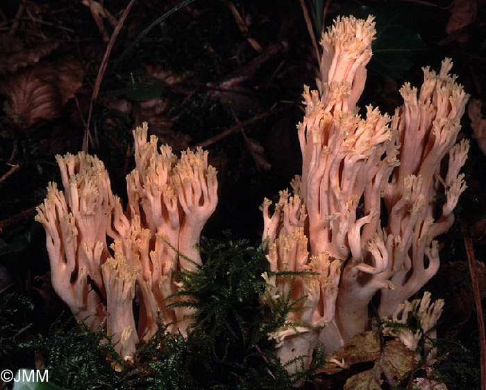 Ramaria formosa