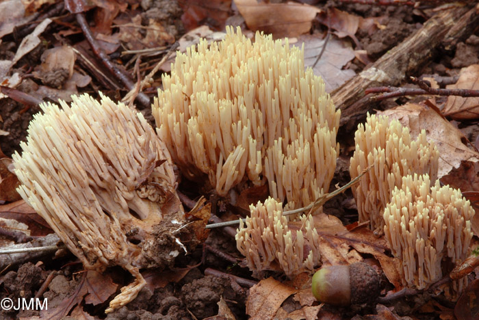 Ramaria stricta 